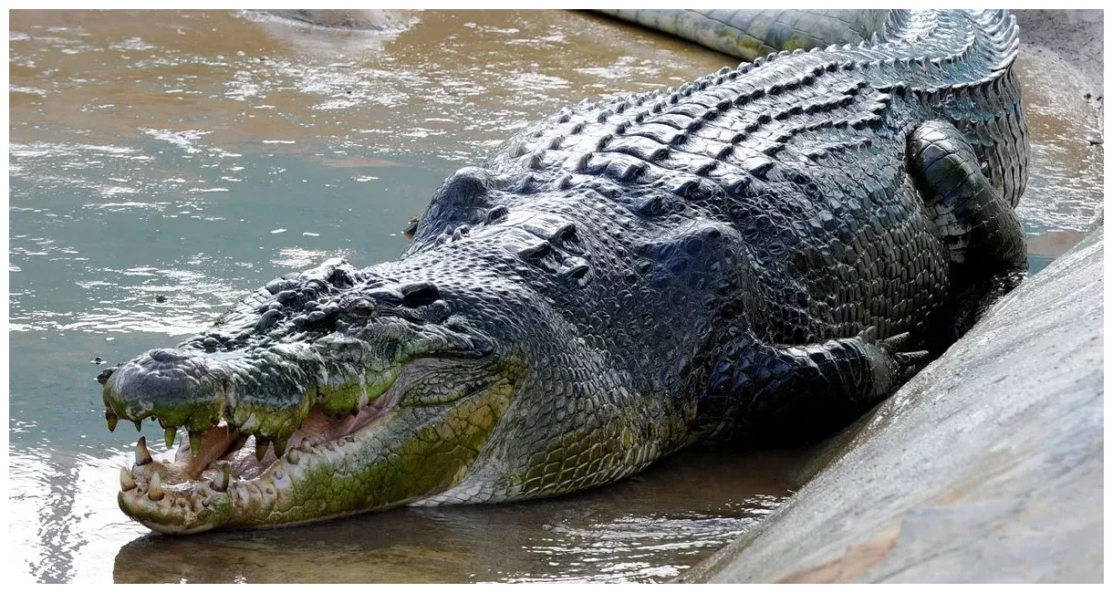 Largest saltwater crocodile in captivity died of 'stress' after 'eating