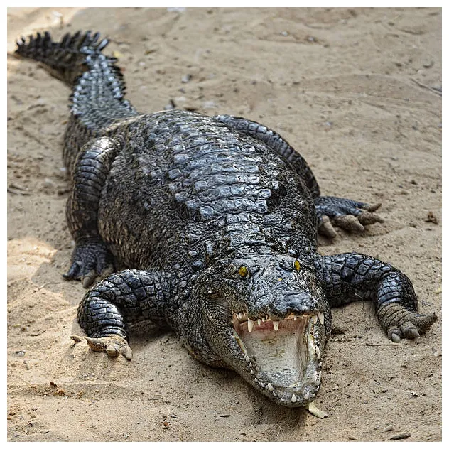 Cuban crocodile s, pictures & royalty-free s istock
