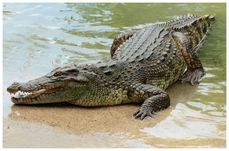 ワニは陸上を時速50kmで走る！ボルトより速い…。
