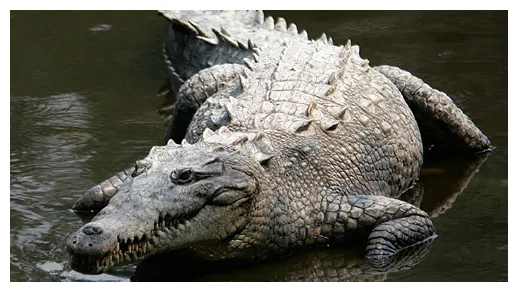 Crocodile basic facts about crocodiles defenders of wildlife