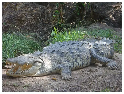 American crocodile wikipedia