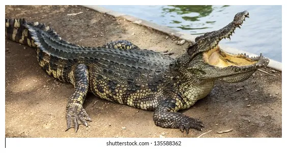 4,387 crocodile body s, s & vectors shutterstock printable coloring page