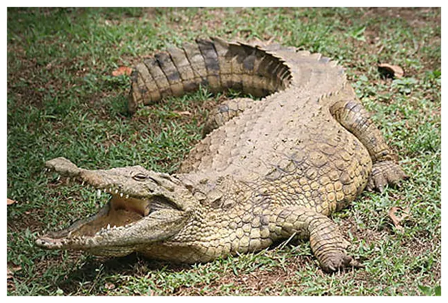 Beau crocodile! reptiles animaux crocodiles animaux animaux