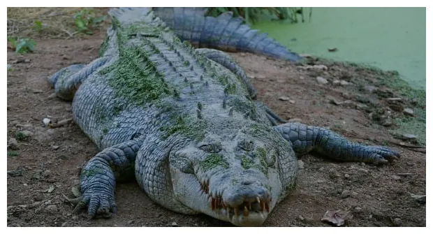 Indonesian woman mauled to death by crocodile new straits times