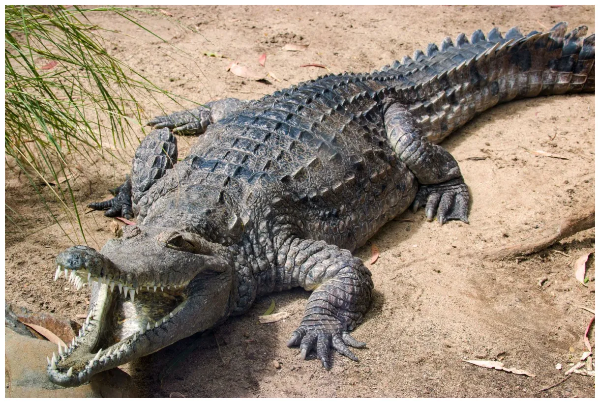 Freshwater crocodile size, diet, habitat, & facts britannica
