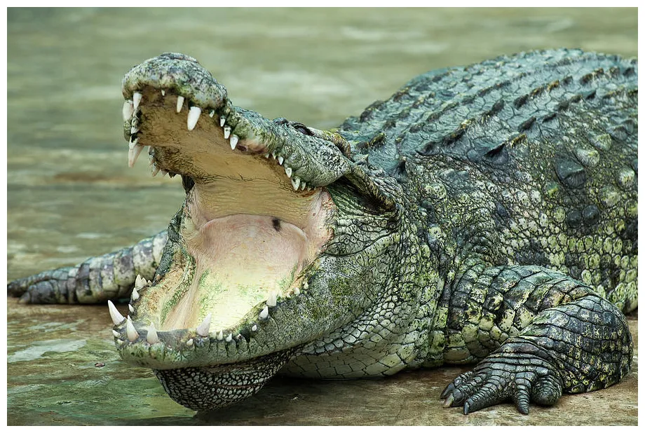 Crocodile 3 graph by kris mercer fine art america