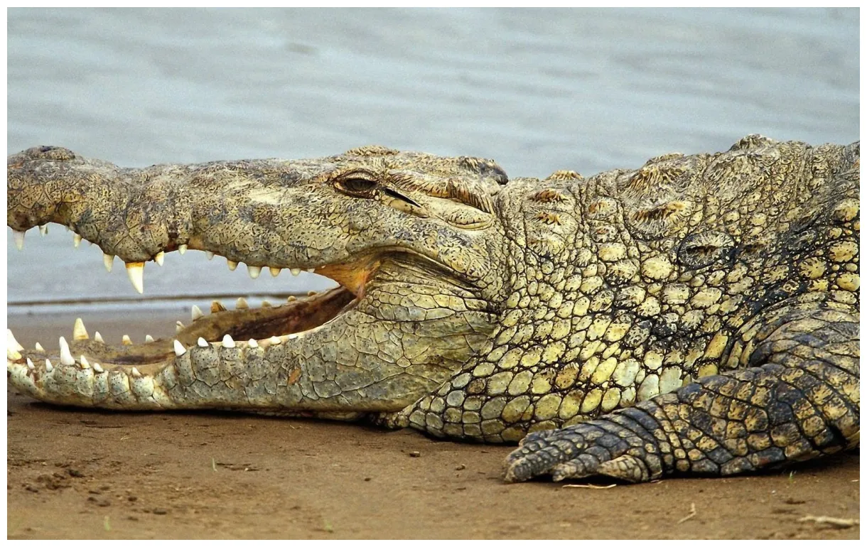 🔥 [70+] crocodile s safari printable coloring page