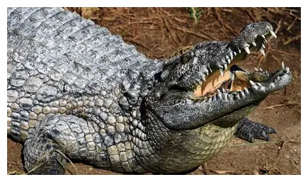 Mexican mayor marries a crocodile the week