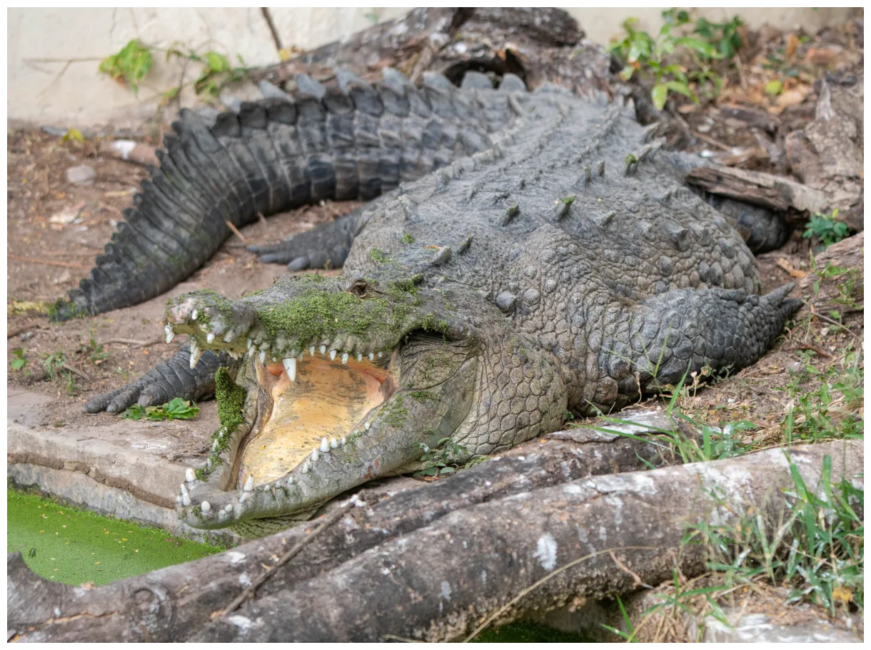 Jamaican crocodile