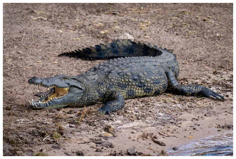 Saltwater crocodile vs grizzly bear