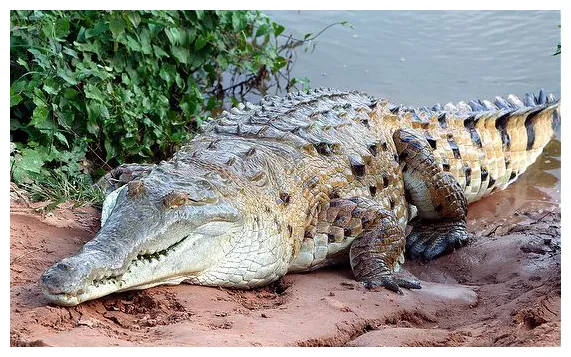 Orinoco Crocodile Central Florida Zoo & Botanical Gardens orinoco