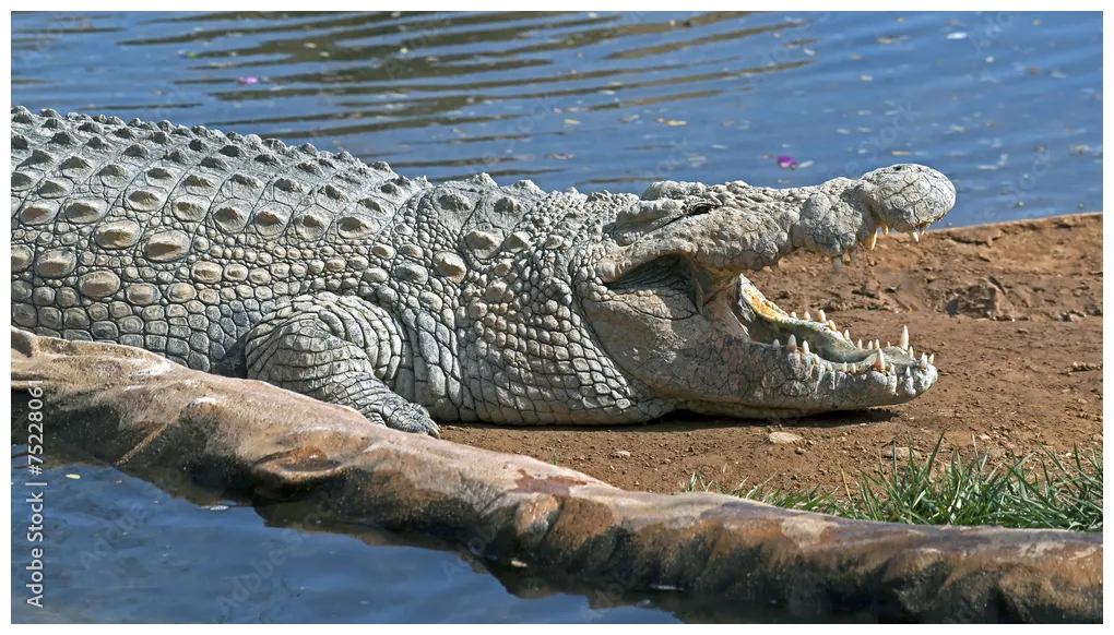 Nile crocodile adobe stock