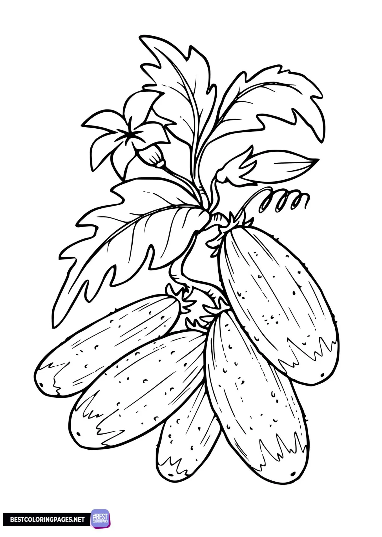 Cucumber coloring page - Free printable coloring pages