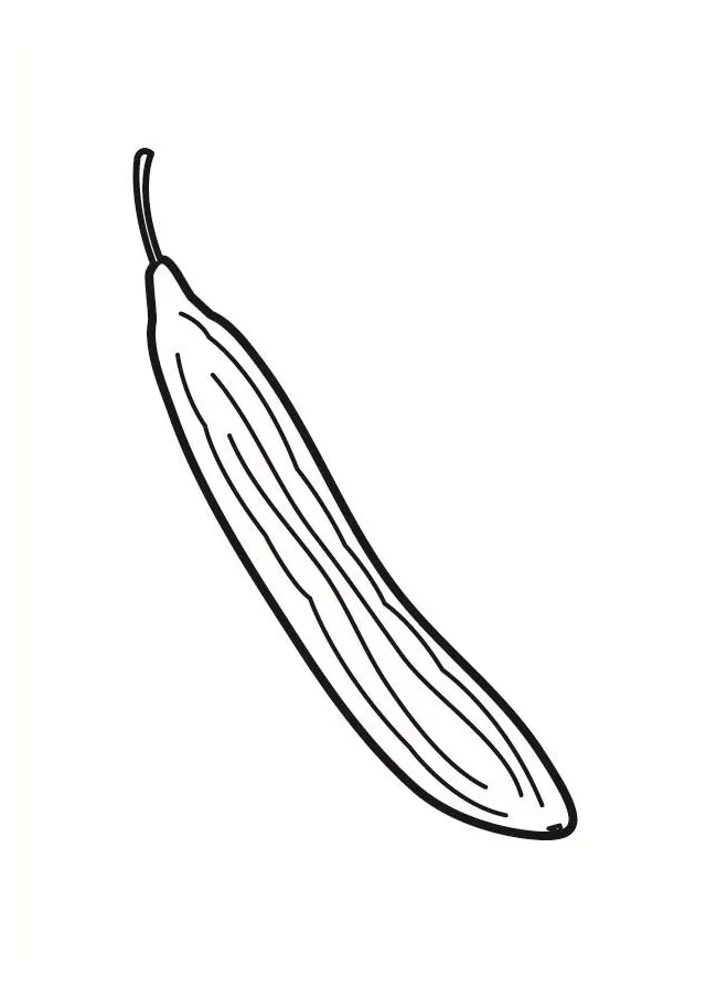 Coloring page cucumber free printables img 23213