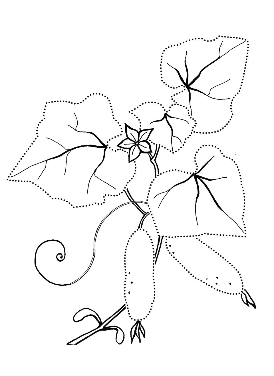 Coloring page cucumber