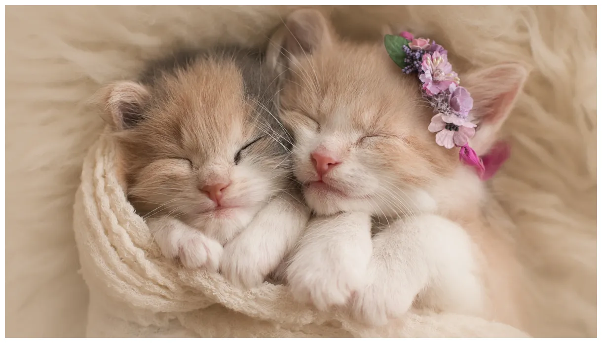 Cute Kitten Wallpapers ·① WallpaperTag