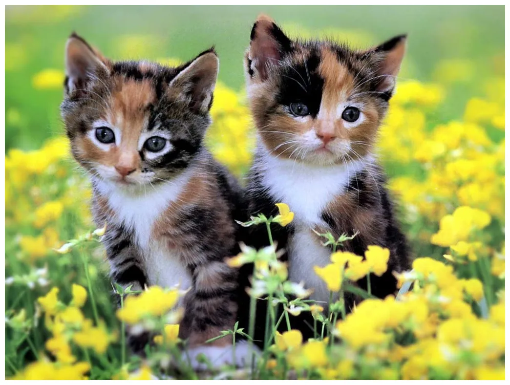 Cute Kittens Wallpapers - Wallpapers
