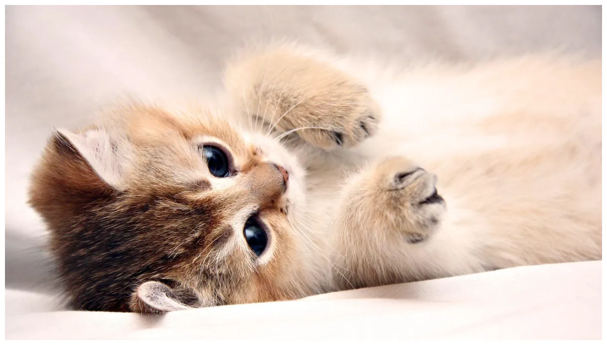 Cute Backgrounds For Laptops - Wallpaper Cave