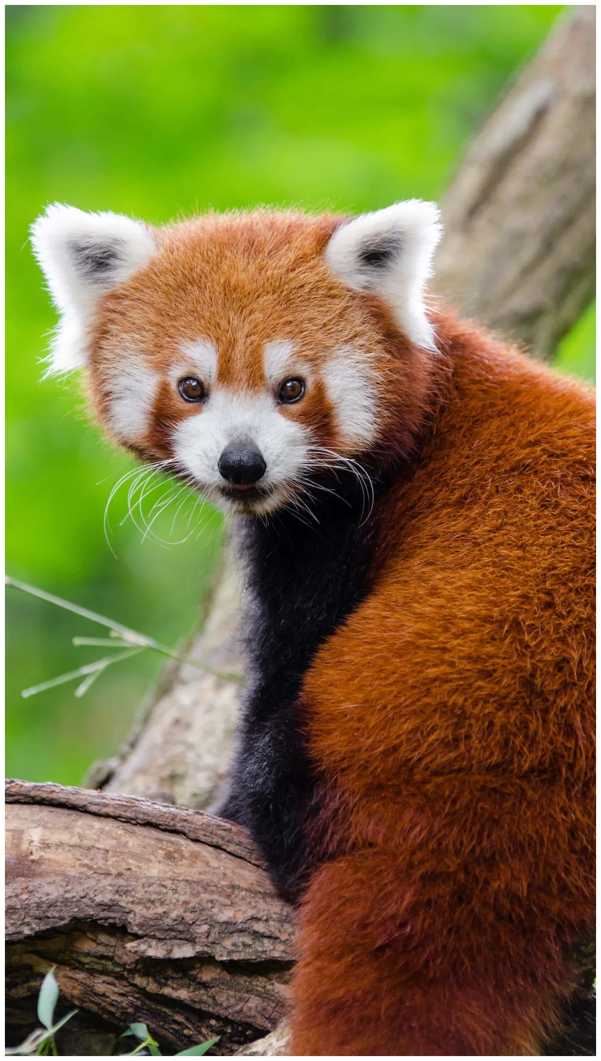 Discover the cutest cute animal in the world that will make you say aww