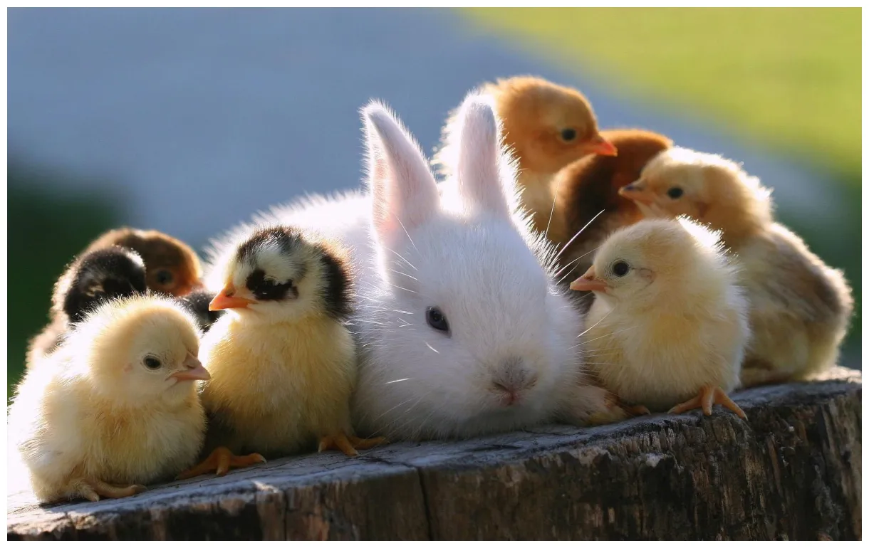 2048x1152 super cute animals ,2048x1152 resolution