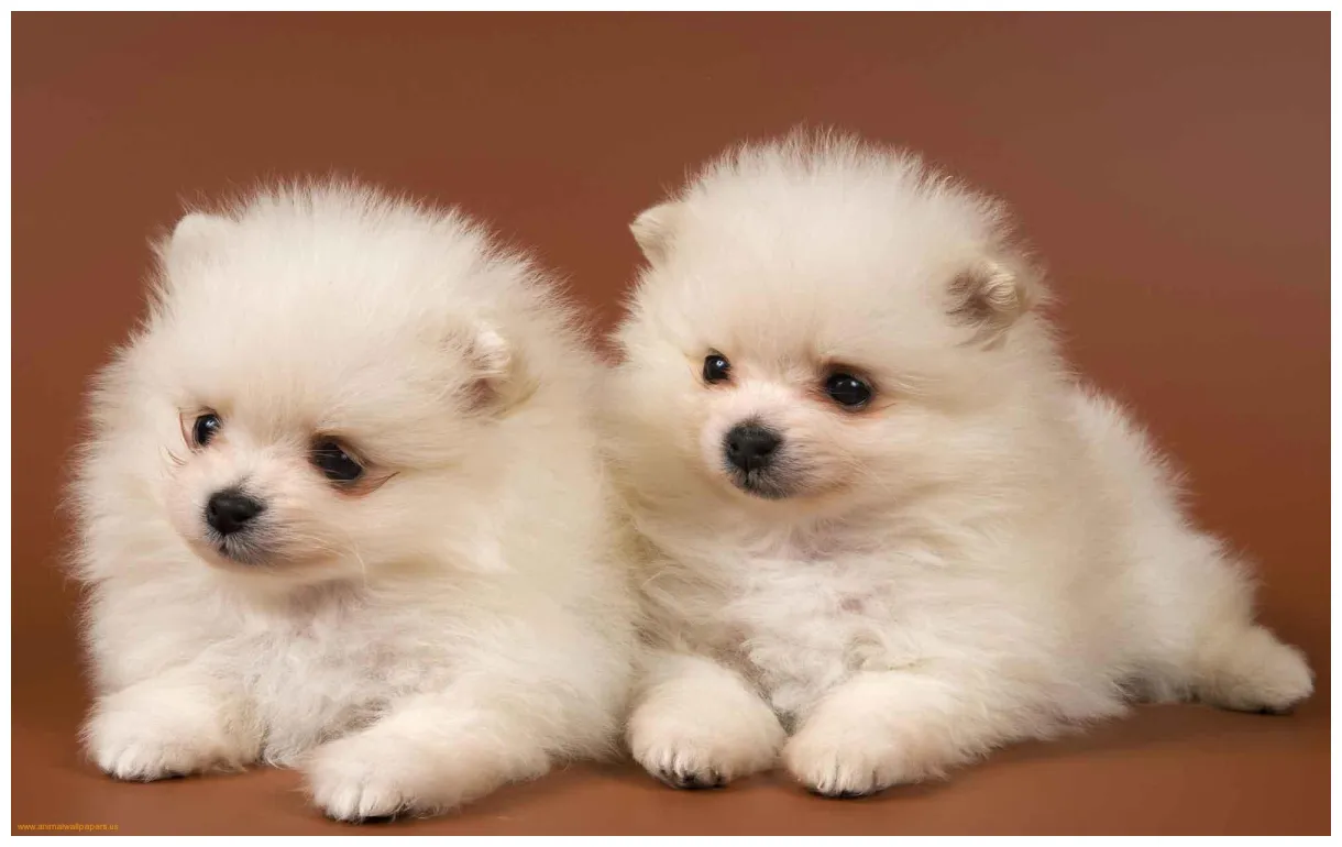 Free cute puppy s cave