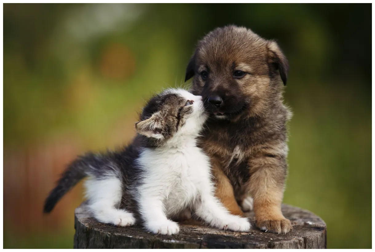 Why are puppies so cute to humans