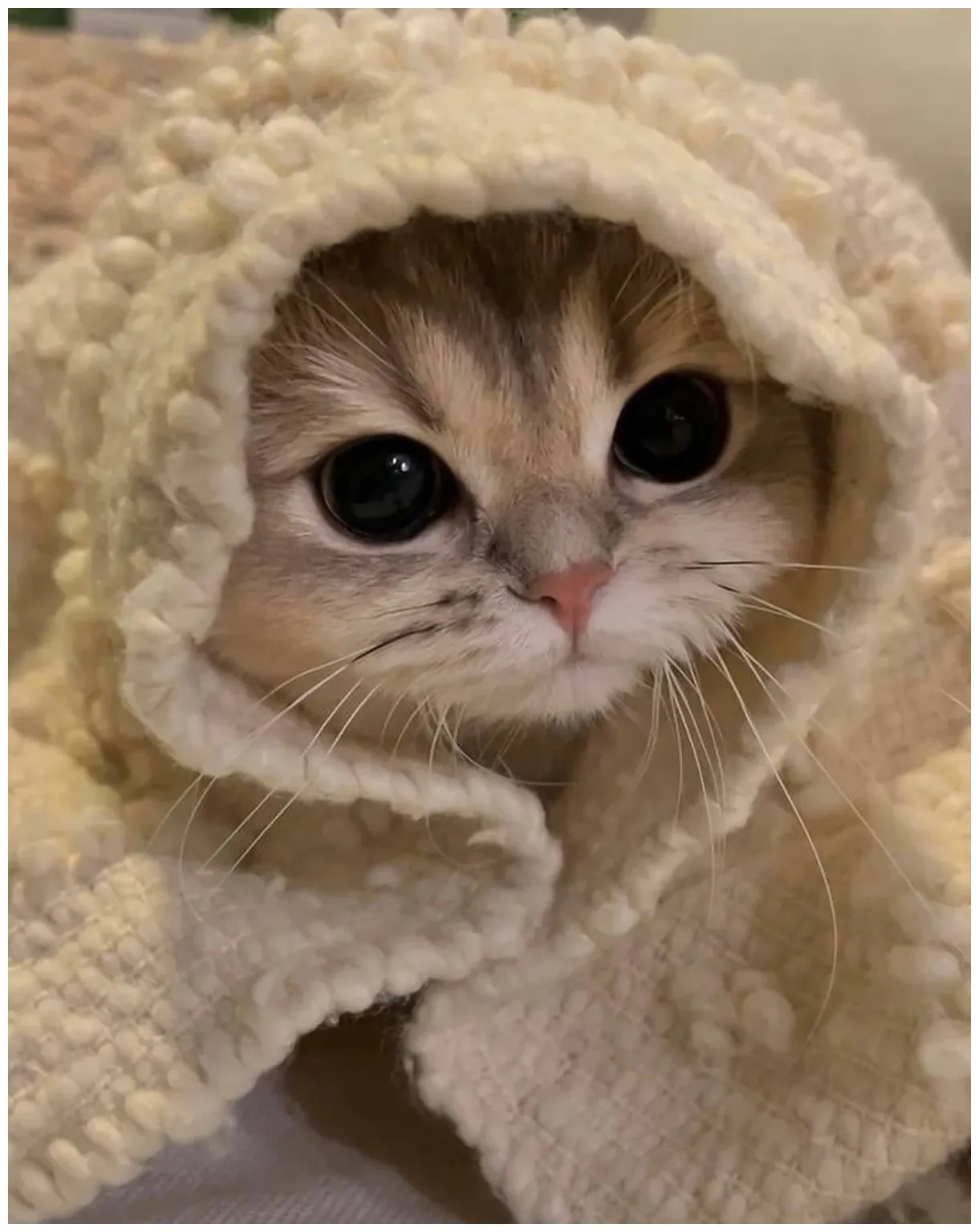 Download cute cat eyes profile picture s