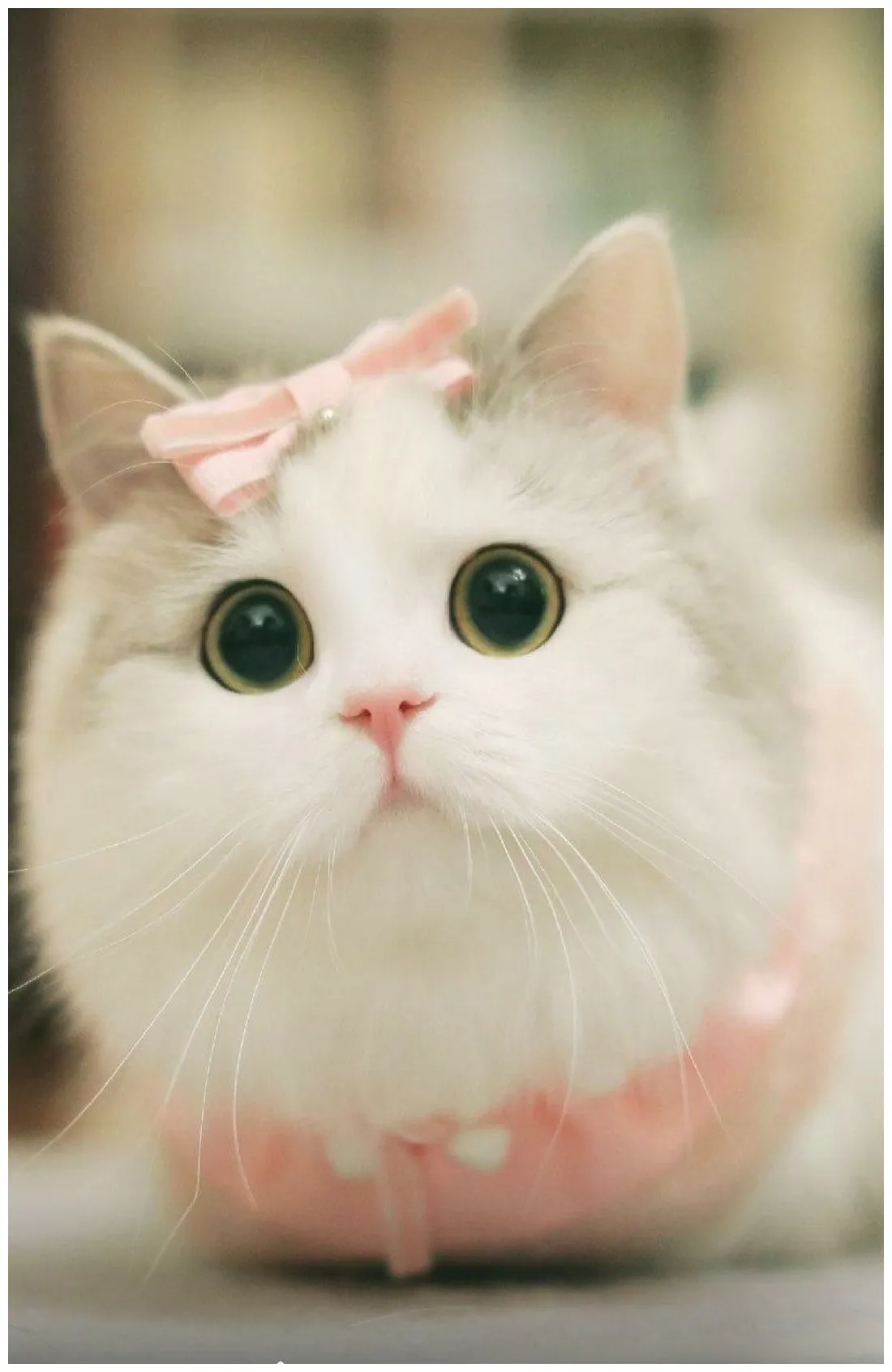 Very very very very cute kittens