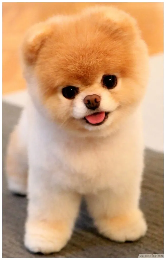 150+ cute s of babies, pets, girls facebook profile picture ideas