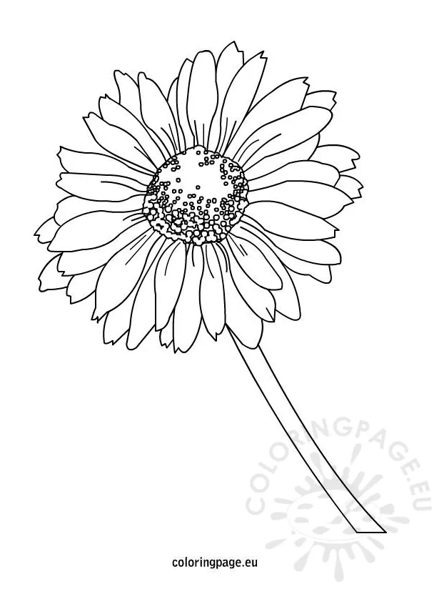 Daisy coloring page – Coloring Page