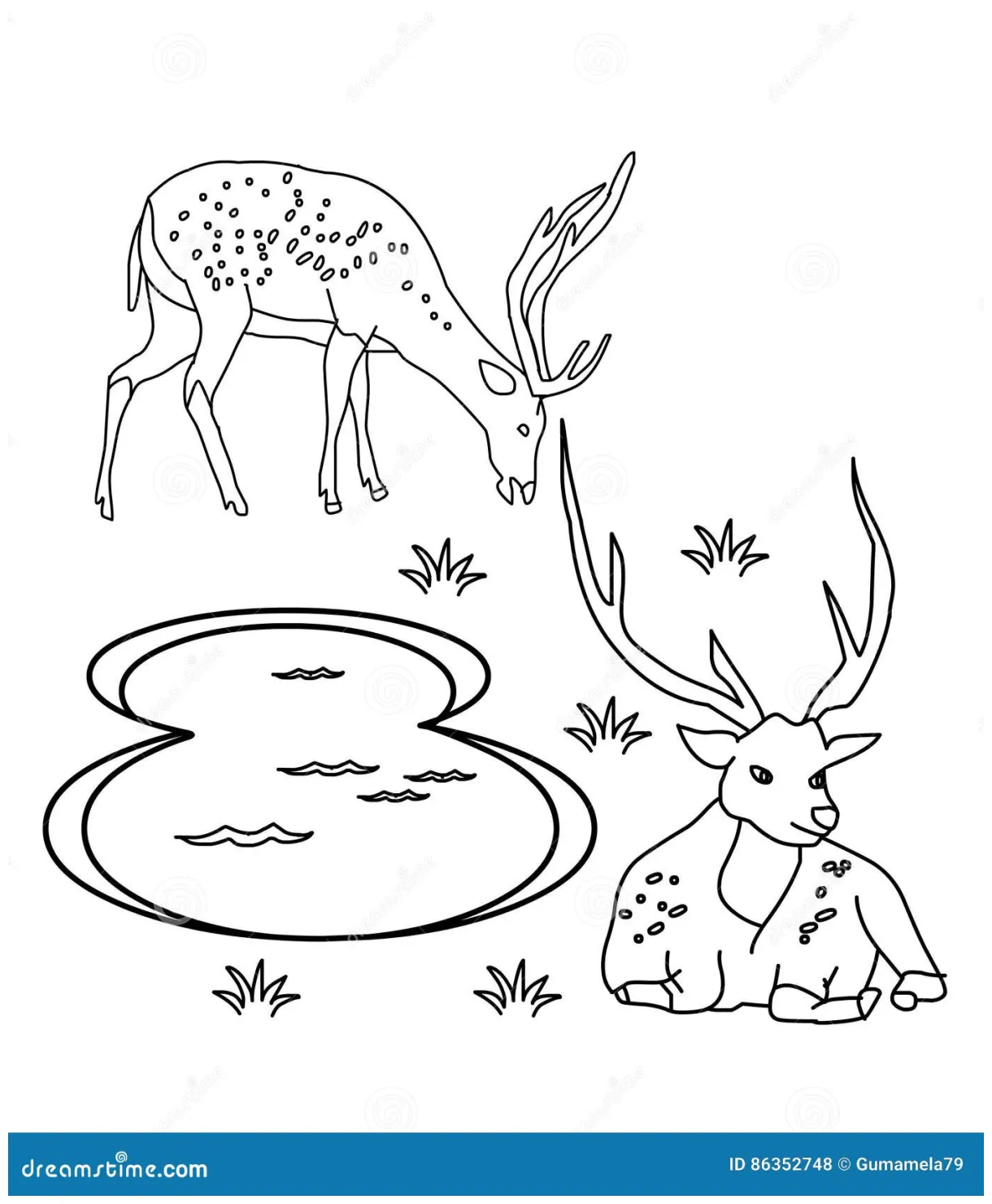 Deer Drinking Water Coloring Pages [2025]