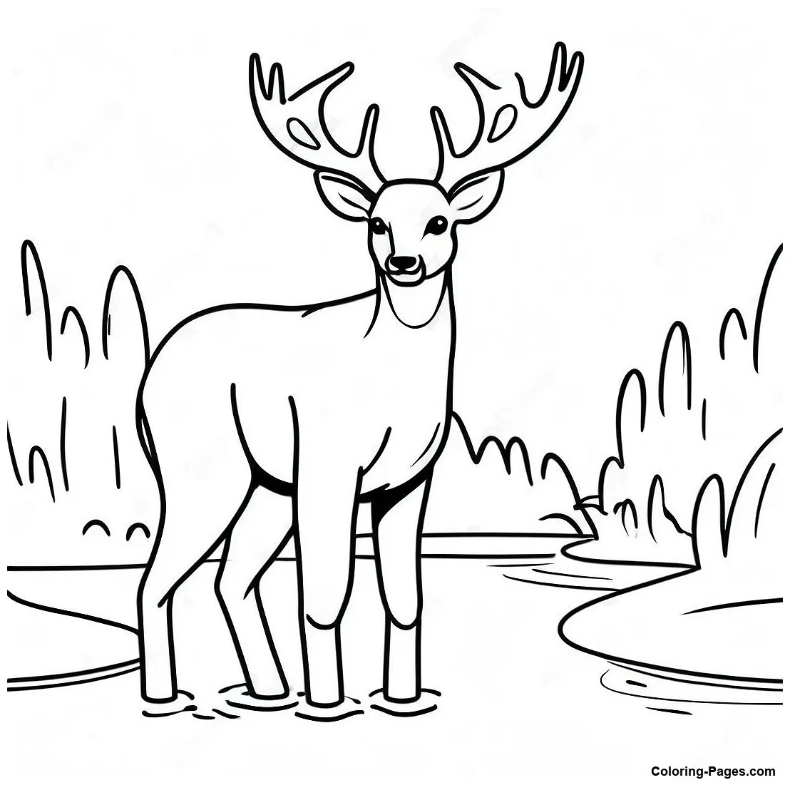 Gentle Buck Deer Drinking Water Coloring Page | Coloring-Pages.com