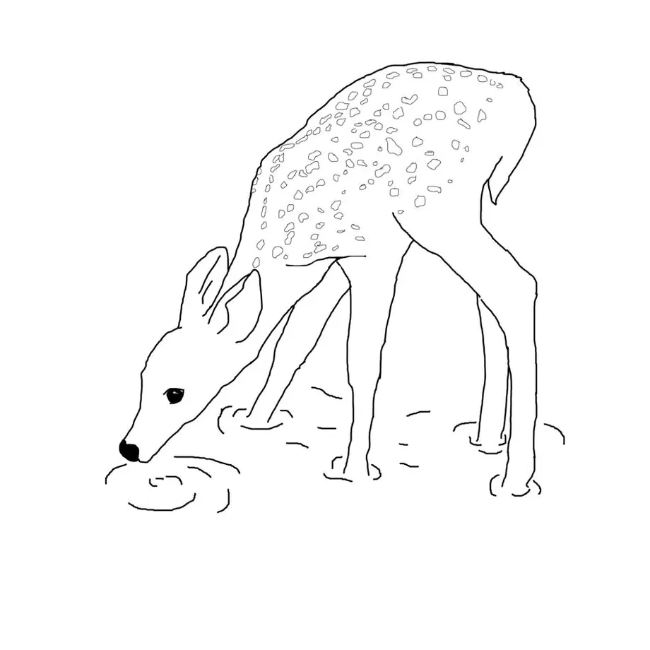 Deer Drinking Water Coloring Page Coloring Pages