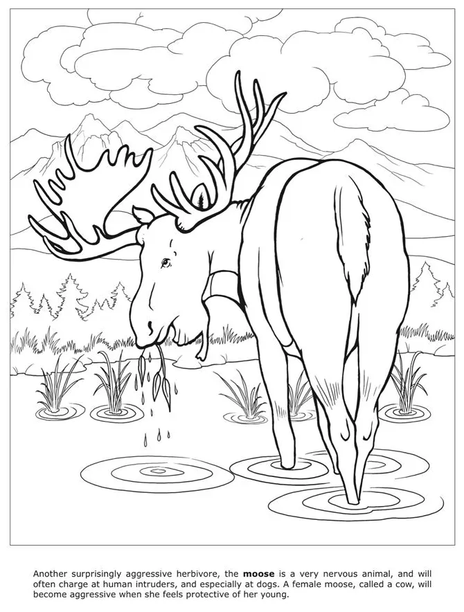 Deer Drinking Water Coloring Pages [2025]