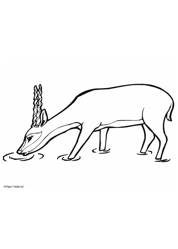 Deer Drinking Water Coloring Pages [2025]