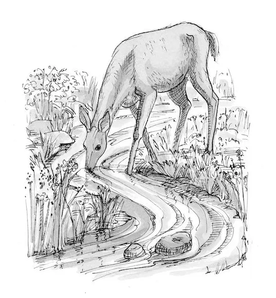Deer Drinking Water Coloring Pages [2025]