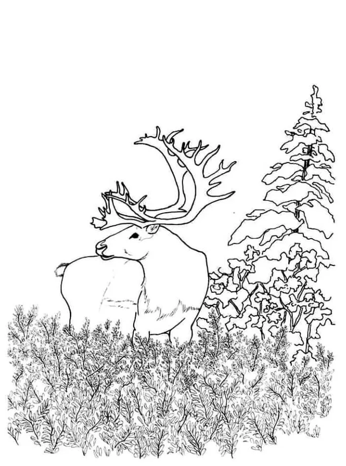 Basic forest deer coloring page download, print or color online for free