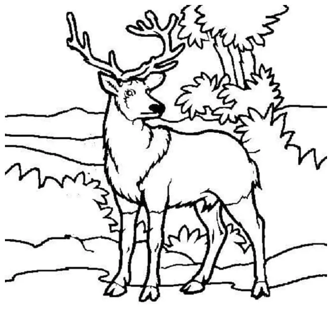 Deer in the forest coloring page download, print or color online for free