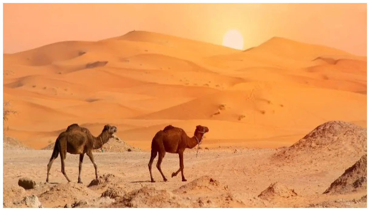 Sahara desert information location facts and history nativeplanet