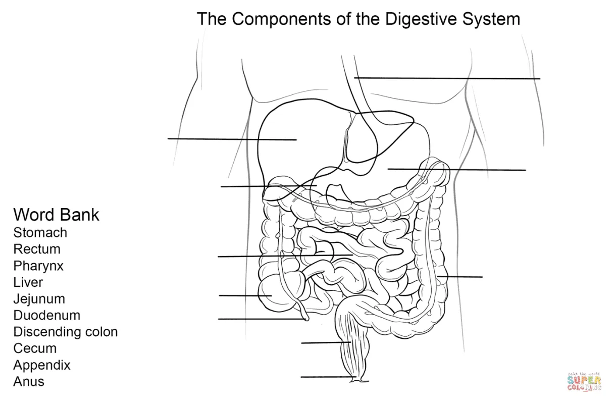 Digestive System Coloring Page - Coloring Home