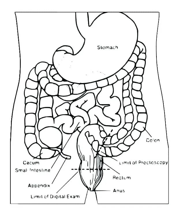 Digestive System Coloring Page at GetColorings.com | Free printable