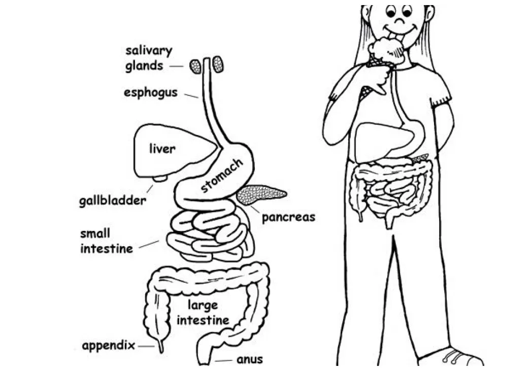 Digestive System Coloring Page at GetColorings.com | Free printable