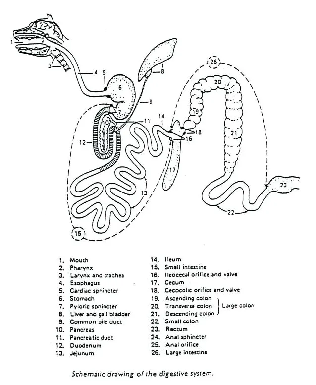 Digestive System Coloring Page at GetColorings.com | Free printable