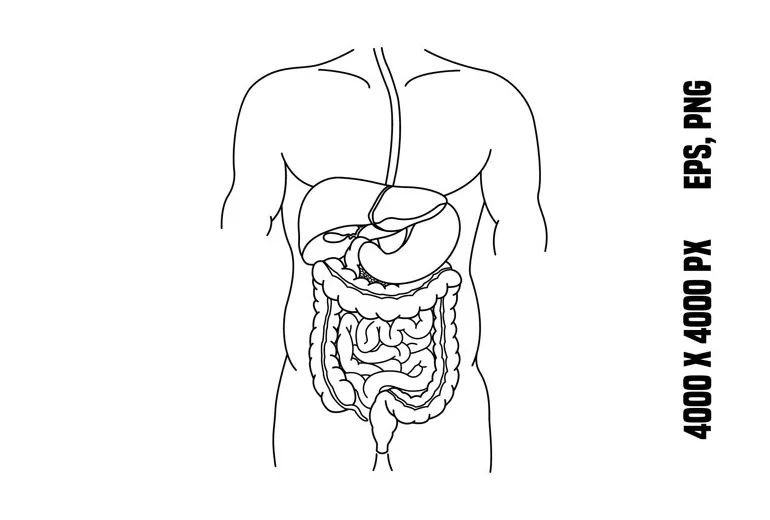 Coloring Sheet Digestive System Coloring Page Body Systems: English