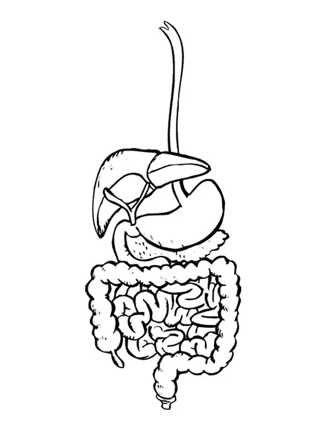 Coloring Page digestive system - Free printables - Img 9492