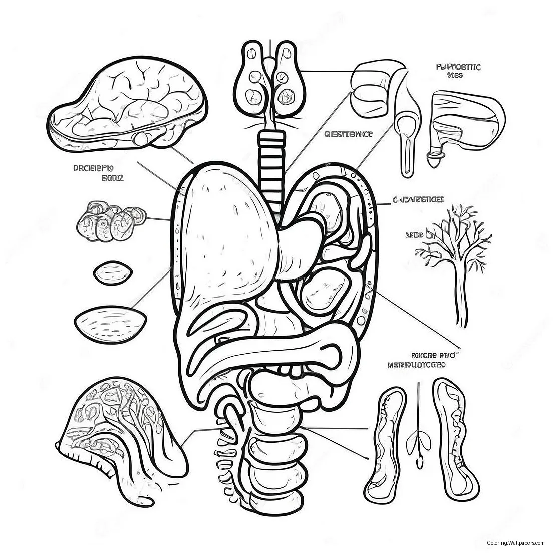 Digestive System Diagram Coloring Page (53203-42090)