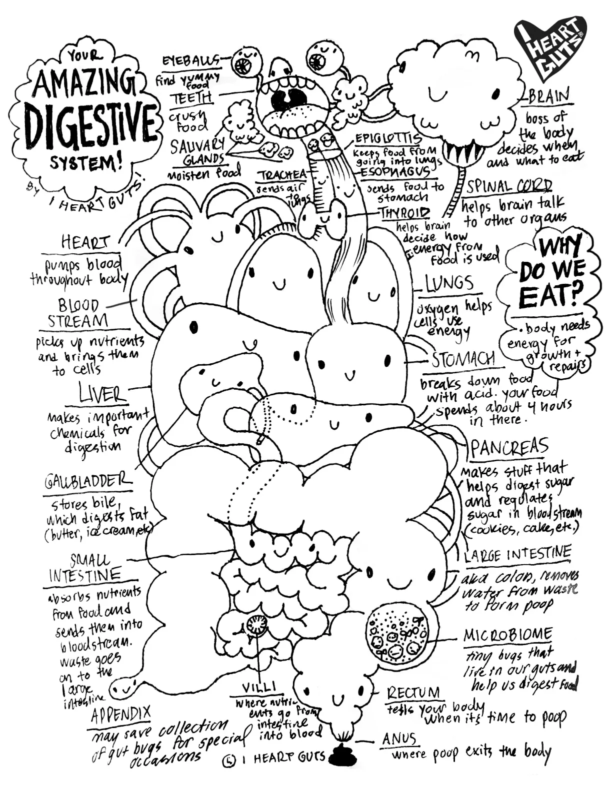 Digestive System Coloring Page – I Heart Guts