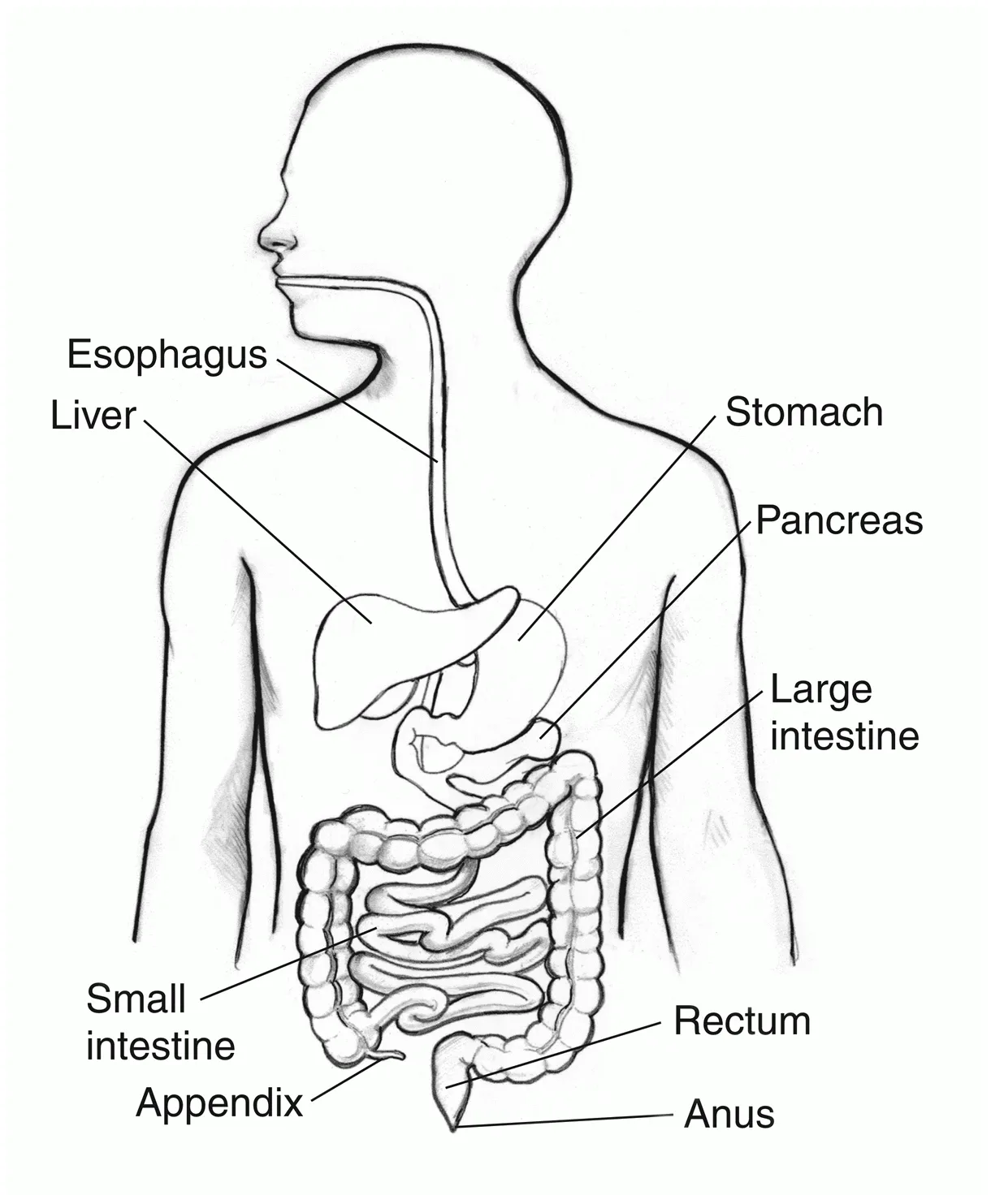Digestive System Coloring Page - Coloring Home