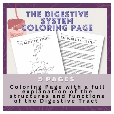 The Digestive System Coloring Page and Information Page by Mrs Shirley