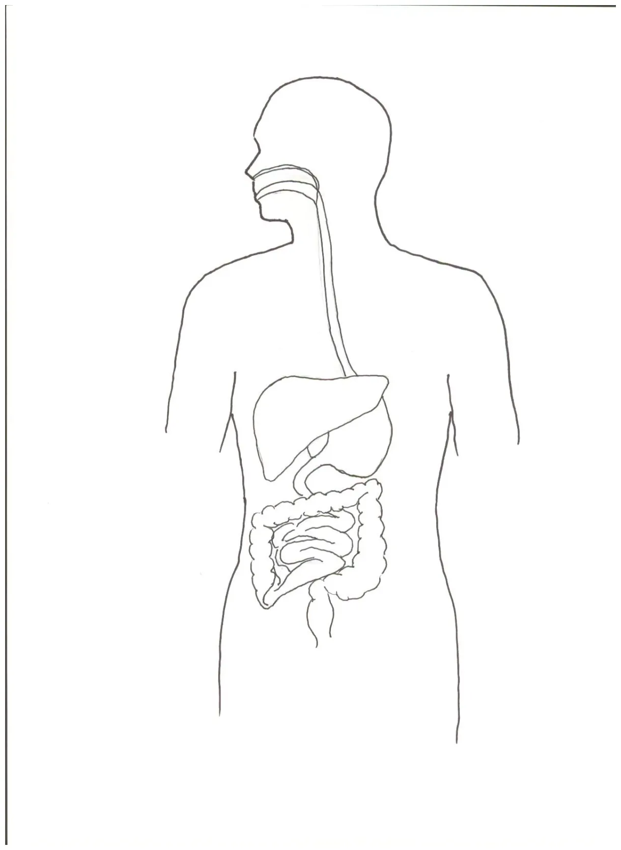 Digestive System Coloring Page - Coloring Home
